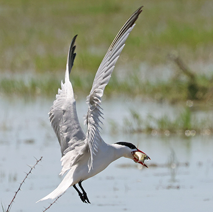 Caspian Tern with fish